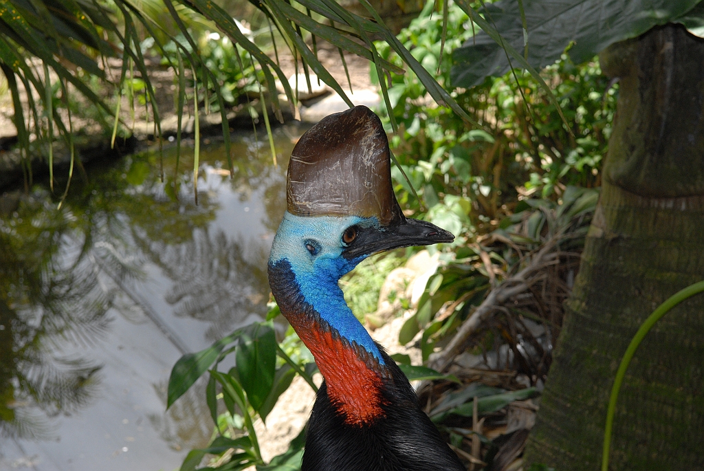 0716 Birdworld Kuranda.jpg